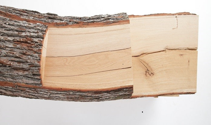 budowa drewna