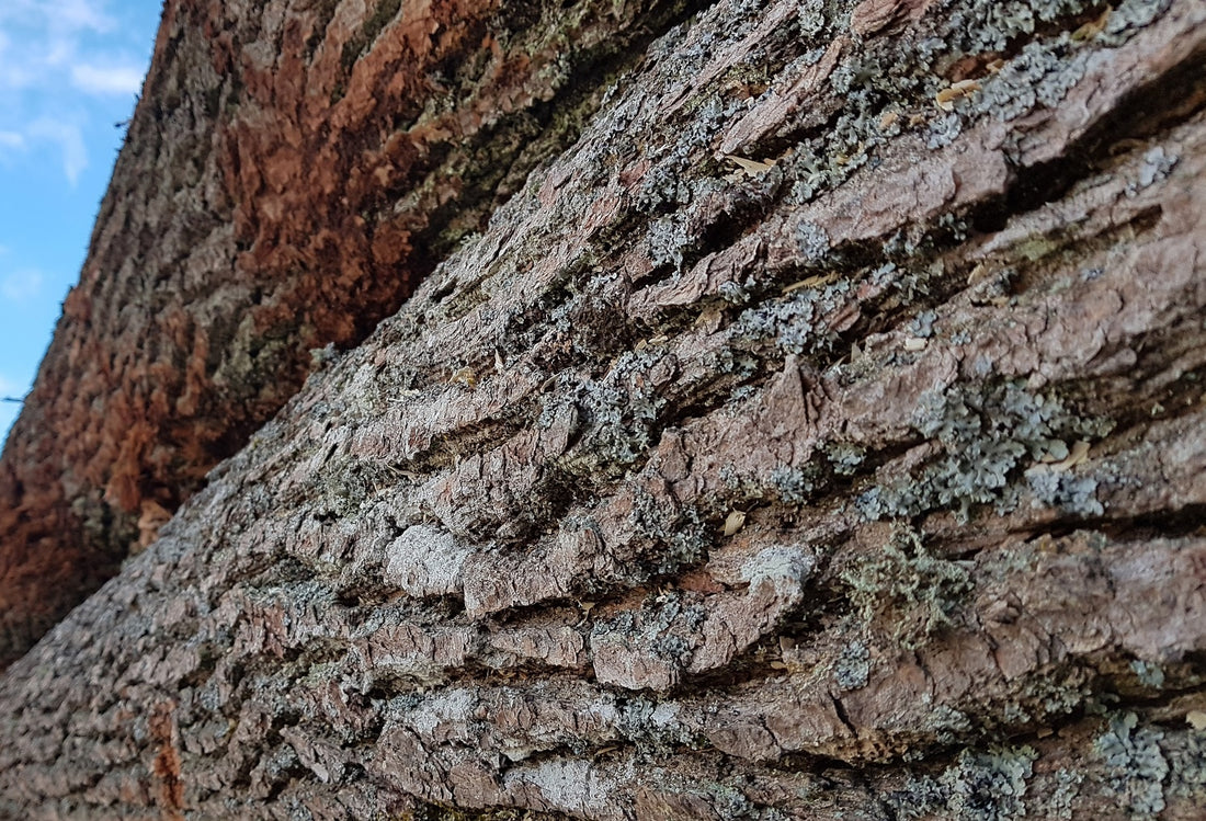 wady surowca drzewnego